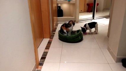 Puppy Reclaims His Bed From Cat (Part 2)