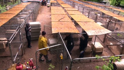 Traumatized Puppy Mill Dog Makes an Amazing Recovery