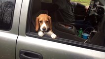 Beagle Puppy Hangs on Car Window