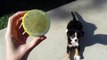 Bernese Mountain Dog Puppy vs Lemon. The Most Adorable Puppy!!!