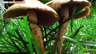 'Magic Mushrooms' Could Help Smokers Quit