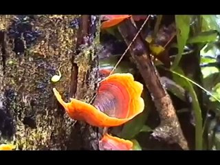 Manna - psilocybin mushroom inspired documentary - by Simon G. Powell
