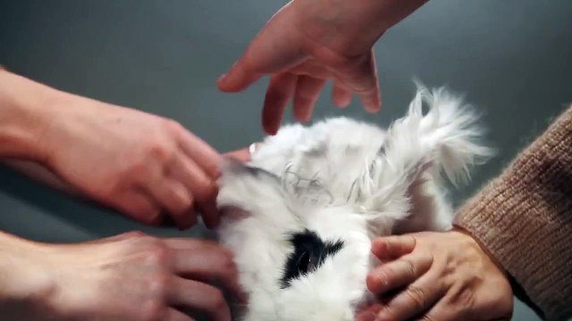 100 лет красоты кролика