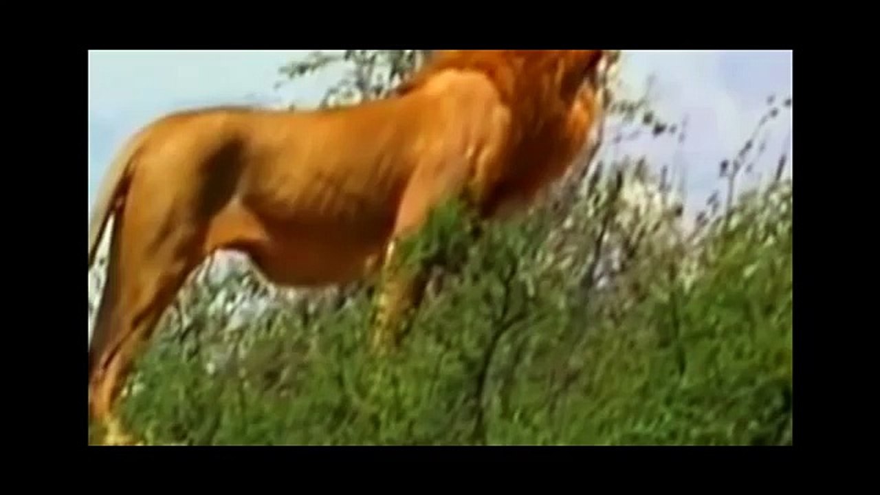 Documentário de Leōes O Leão, a história de um vencedor {Documentário Completo e Dublado}