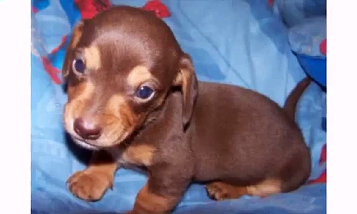 10 Funniest Dachshund Videos