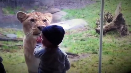 Animals Try To Attack Kids at the zoo - Funny Animals Videos