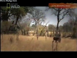 National Geographic - Lion - Animal Planet Documentary - Documentary