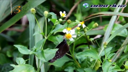 [Karaoke] Đoãn Khúc Lam Giang HD