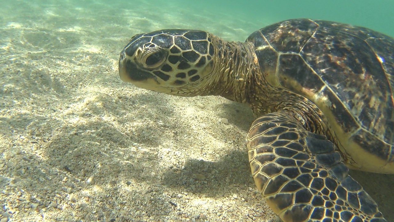 Turtles - Paradise Cove Luau 07