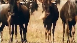 Hyenas Attack - Wild African Animals Hunting & Mating [Nature Wildlife Documentary]