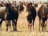 Hyenas Attack - Wild African Animals Hunting & Mating [Nature Wildlife Documentary]
