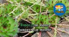 Караоке для детей. Дуэт Короля и Анжелы Из кинофильма КорольОлень. Детские песни