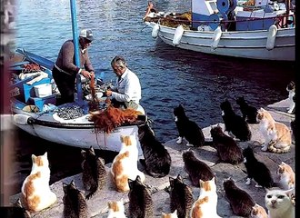 Интересный бой тореадора с быком - это стоит посмотреть !