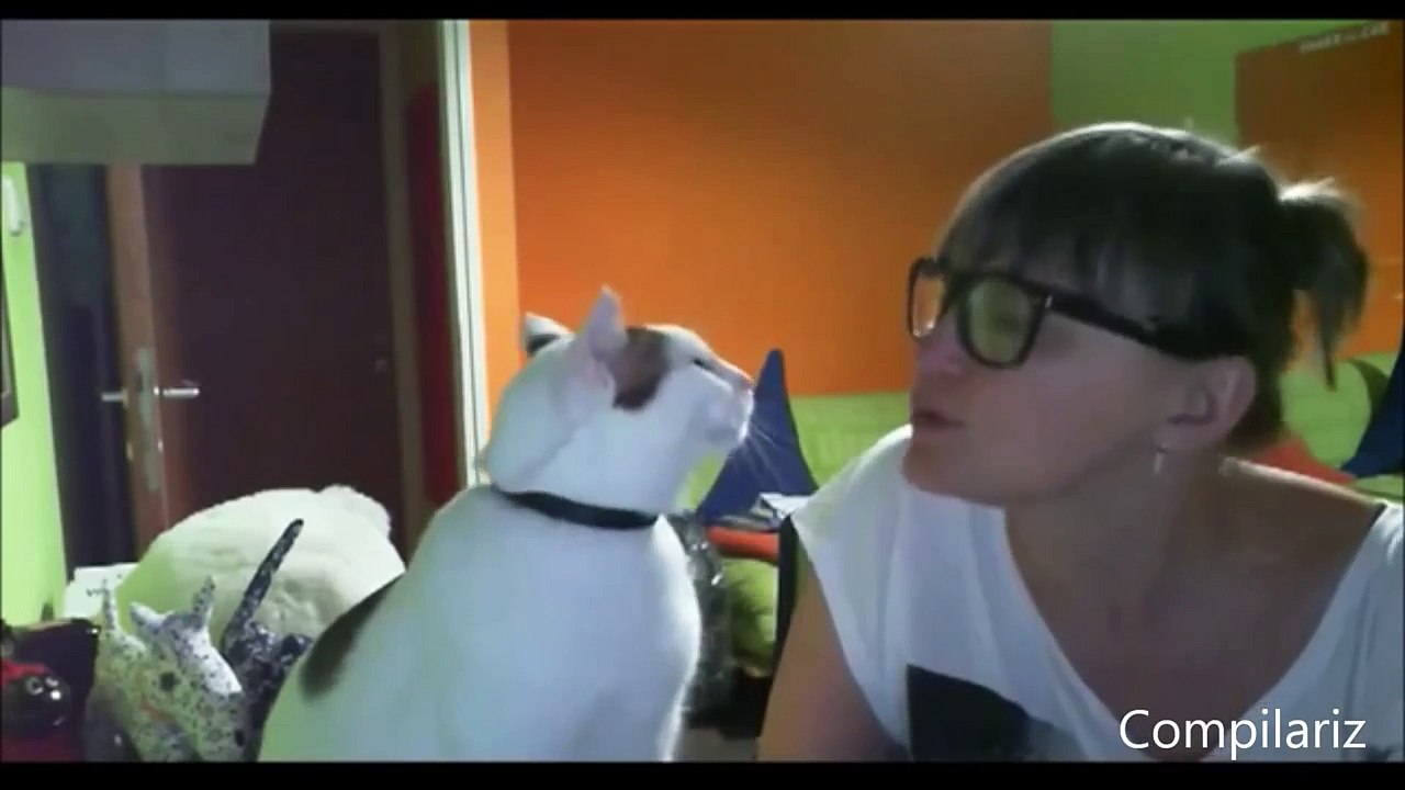 Cute Cats Demands Petting Compilation