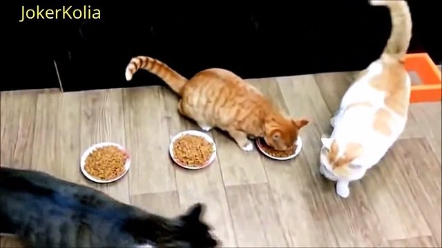 Смешное Видео с Кошками 2015! Самое лучшее! Забавные кошки. №1