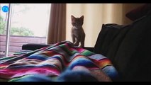 Самое Смешное Видео с Кошками! Улетная Видео Подборка