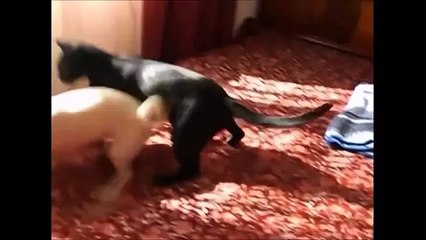 Милые Котики! Смешное Видео с Кошками 2015! №7