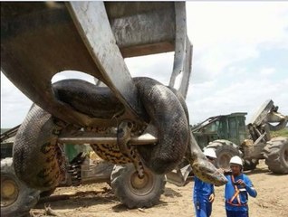 world biggest and Giant Anaconda found in Brazil