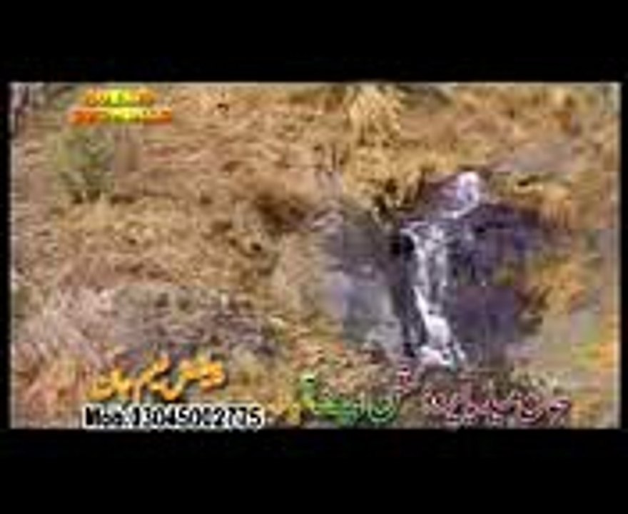 P shakeel (Bale bale  dian wadian)