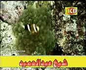 TO KADIR WE HAR shakeel awan song mahiya