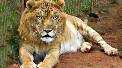 10 Hybrid Animals That Are Hard To Believe Actually Exist