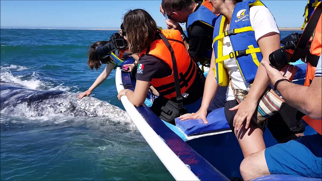 Sortie baleines grises