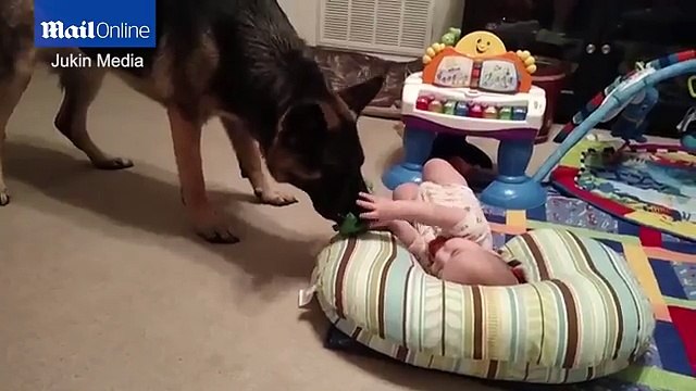 Riprende suo figlio mentre gioca con un pastore tedesco....ecco la reazione del cane