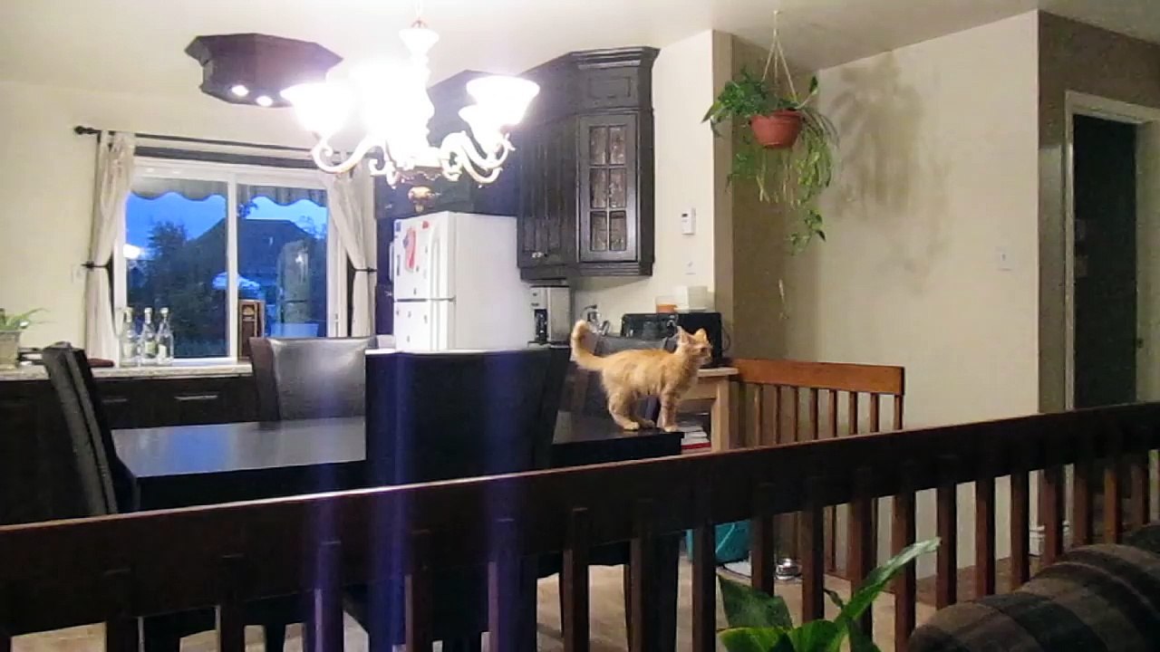 Funny kitten cant jump