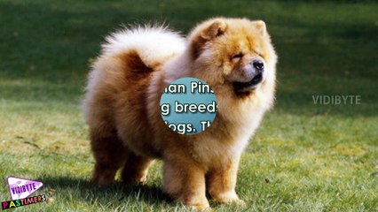 Top 10 Most Dangerous Dog Breeds Based on Bite Fatalities