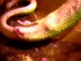 Шокирующее видео , роды живородящей змеи !
