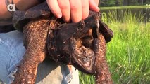 Alligator Snapping Turtle vs Common Snapping Turtle(Adventure)