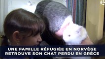 Une famille réfugiée en Norvège retrouve son chat perdu en Grèce