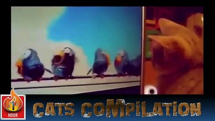 Cats Video Compilation - Funny Moments with Cats - Best Of Compilation