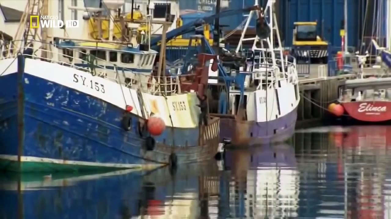 Wild discovery animales canal de Escocia, Las Islas Occidentales de Nat Geo WILD Fauna docume - 2016