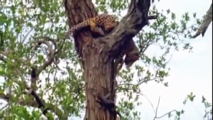 Animal Planet 2016 | Leopar Documentaire De Discovery Channel, Animaux De La Faune, Nat Geo Wil - 2016