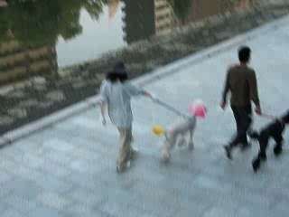 petit caniche Japon