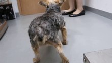 A Yorkshire Terrier has a right hip dislocation