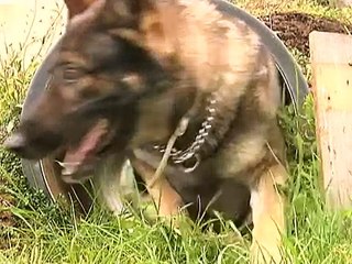 Sigonella Dog Handlers