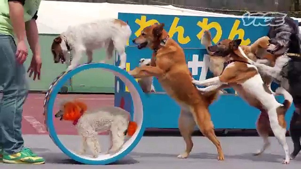 Cute Dog Circus!