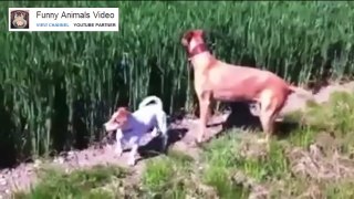 Dog at a wheat farm - Funny Animals Video
