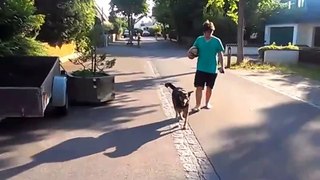 Dog steals ball from boy and flees - Funny Animal Clip