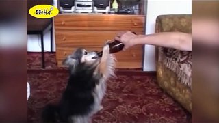 Funny Animal Videos - Ultimate Drunk Dog Tease