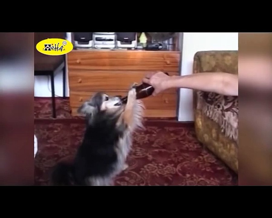 Funny Animal Videos - Ultimate Drunk Dog Tease