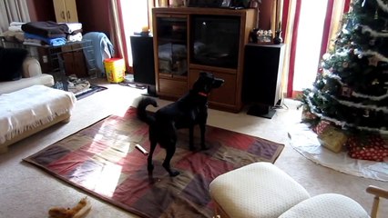 Funny Animals- Dog Chases Bug