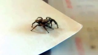 Jumping Spider Likes Lasers - Funny Animals