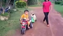 #Very Funny Video# Pug puppy falls off bike, daddy pug doesn't care