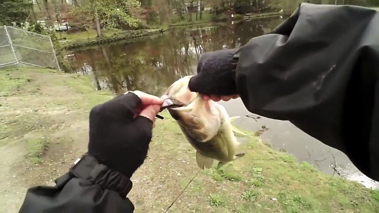 Large Pickeral caught on Lake  while bass fishing