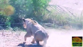 Leaping Lion Catches Antelope In Mid-Air Attack
