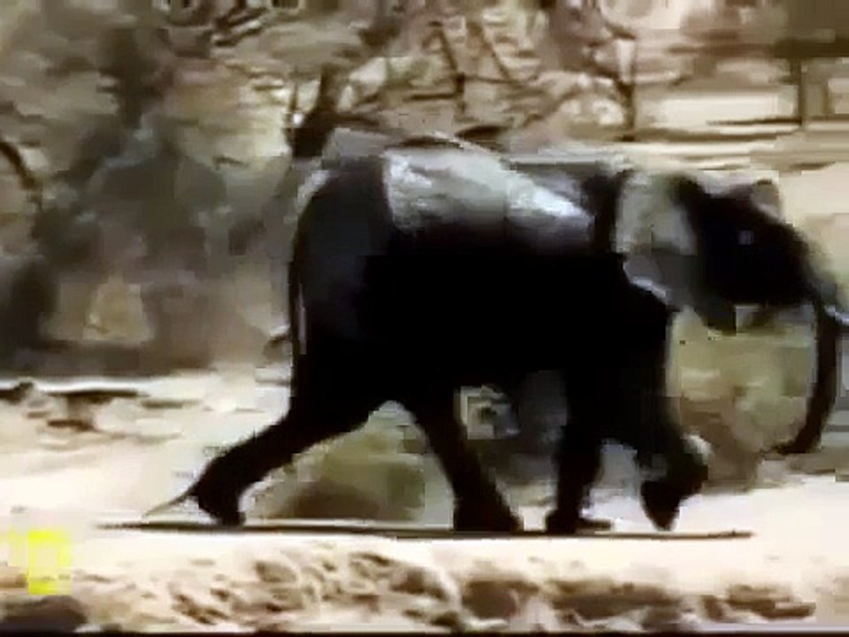 When Animal Attack Human Hippo Elephant Attack Compilation 2015 HD