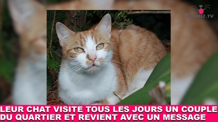 Leur chat visite tous les jours un couple du quartier et revient avec un message ! L'histoire dans la minute chat #137